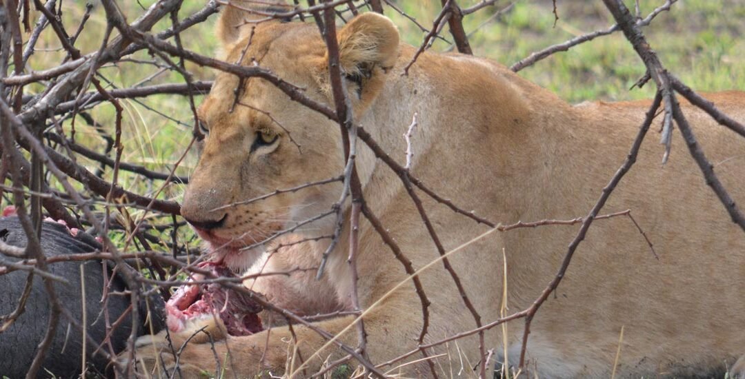 La naturaleza en directo