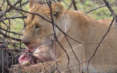 La naturaleza en directo