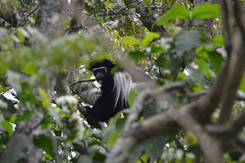 Colobo-blanco-y-negro
