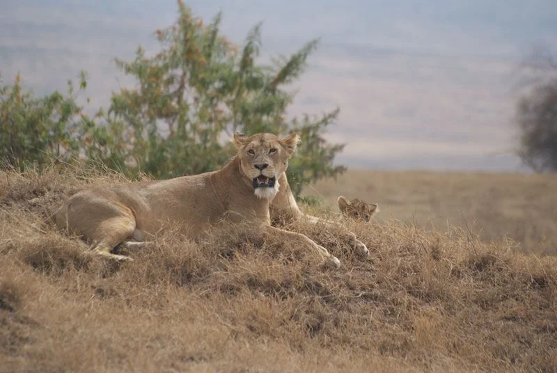 Leones descansando en el cráter del Ngorongoro